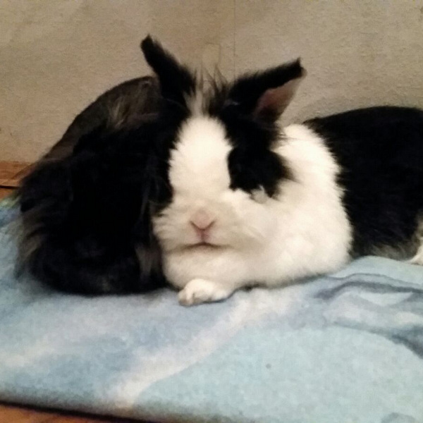 2018 04 Herr Flocke zuhause gefunden 3