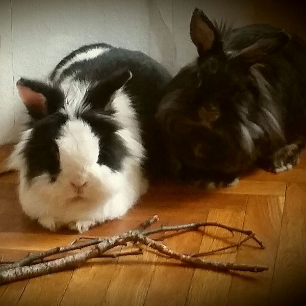 2018 04 Herr Flocke zuhause gefunden 4