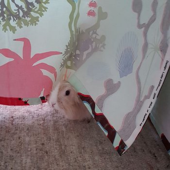 2019 01 Nacho zuhause gefunden 1