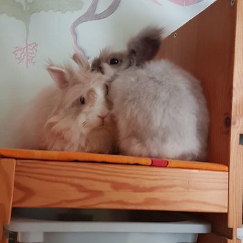 2019 01 Nacho zuhause gefunden 2