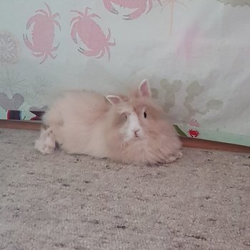 2019 01 Nacho zuhause gefunden 3