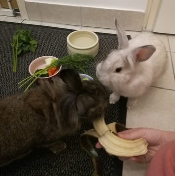 Pezi und Colinan zuhause gefunden 1