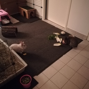 Pezi und Colinan zuhause gefunden 2