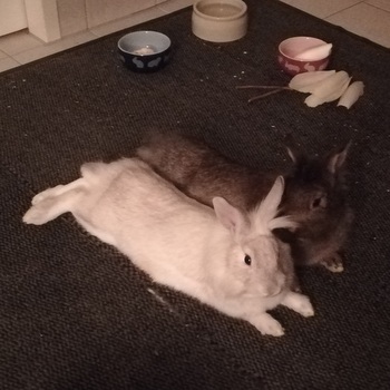 Pezi und Colinan zuhause gefunden 3