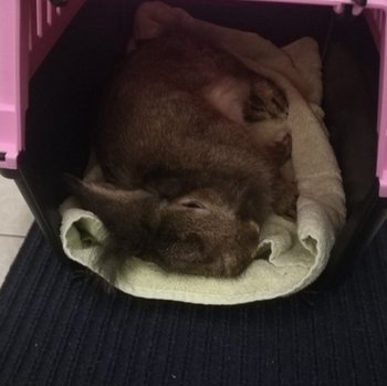 Pezi und Colinan zuhause gefunden 4