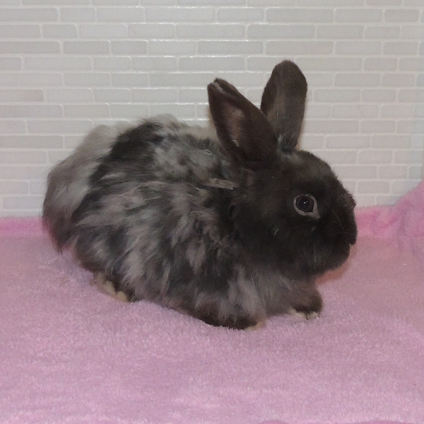 2018 03 Simeon neu 1