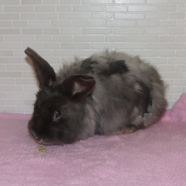 2018 03 Simeon neu 4