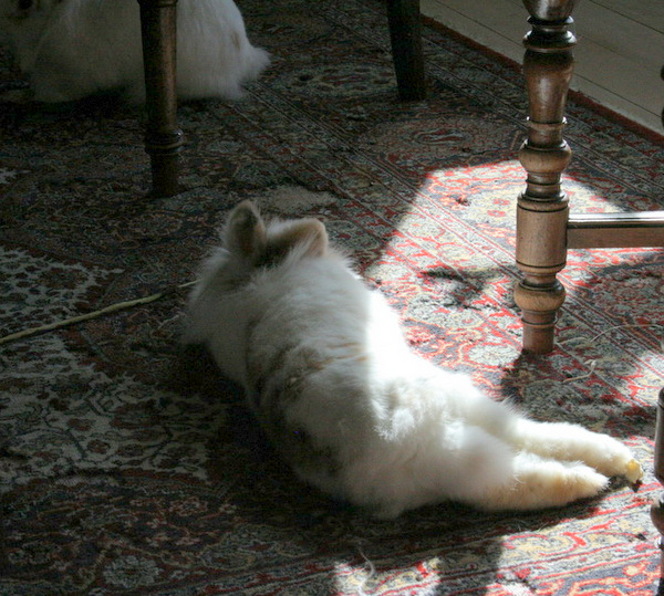 2018 04 Vegeta zuhause gefunden 1