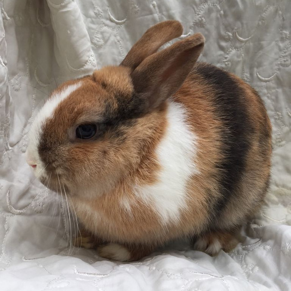 Waldi für Homepage 1