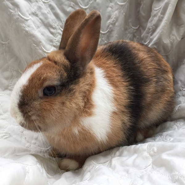 Waldi für Homepage 3