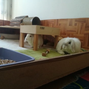 2019 04 Danilo zuhause gefunden 1