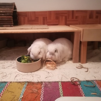 2019 04 Danilo zuhause gefunden 2