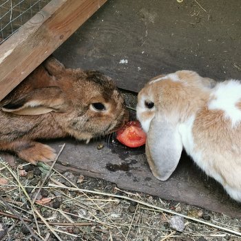 Gino zuhause gefunden 2