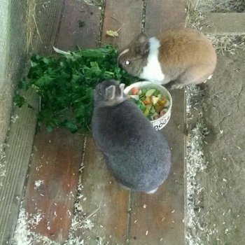 2019 02 Tobi zuhause gefunden 1