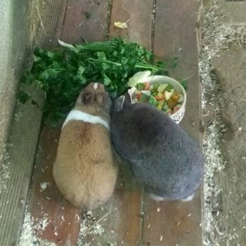 2019 02 Tobi zuhause gefunden 2