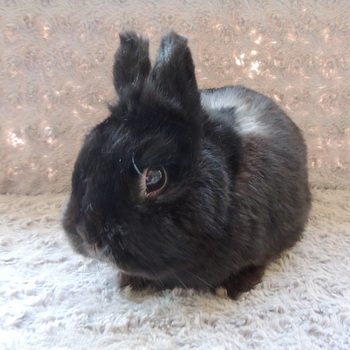 alfio 2