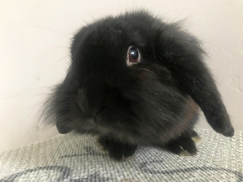 Wickie 2