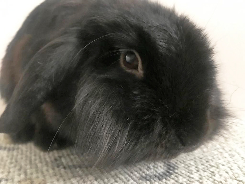 Wickie 3