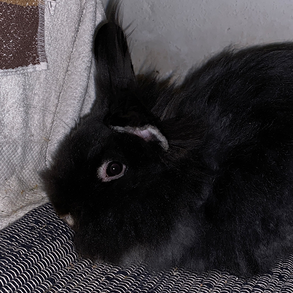 Willi 1 kl
