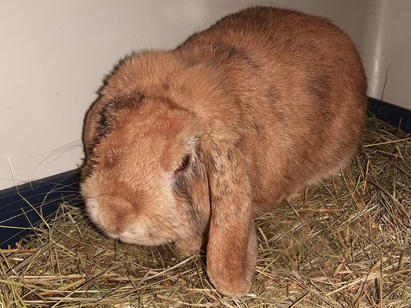 Winston 2