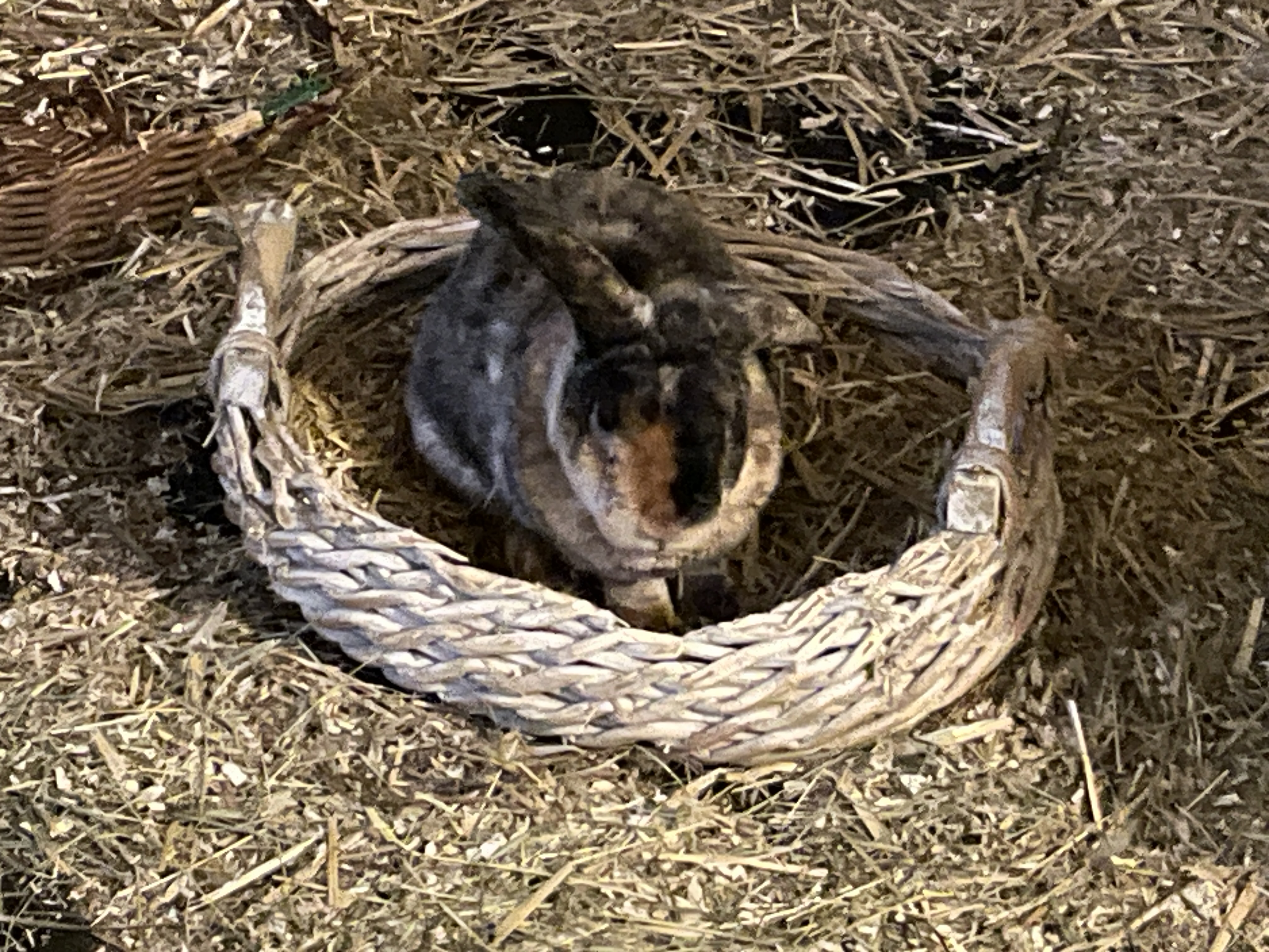 2022 07 Werner Zuhause gefunden 5