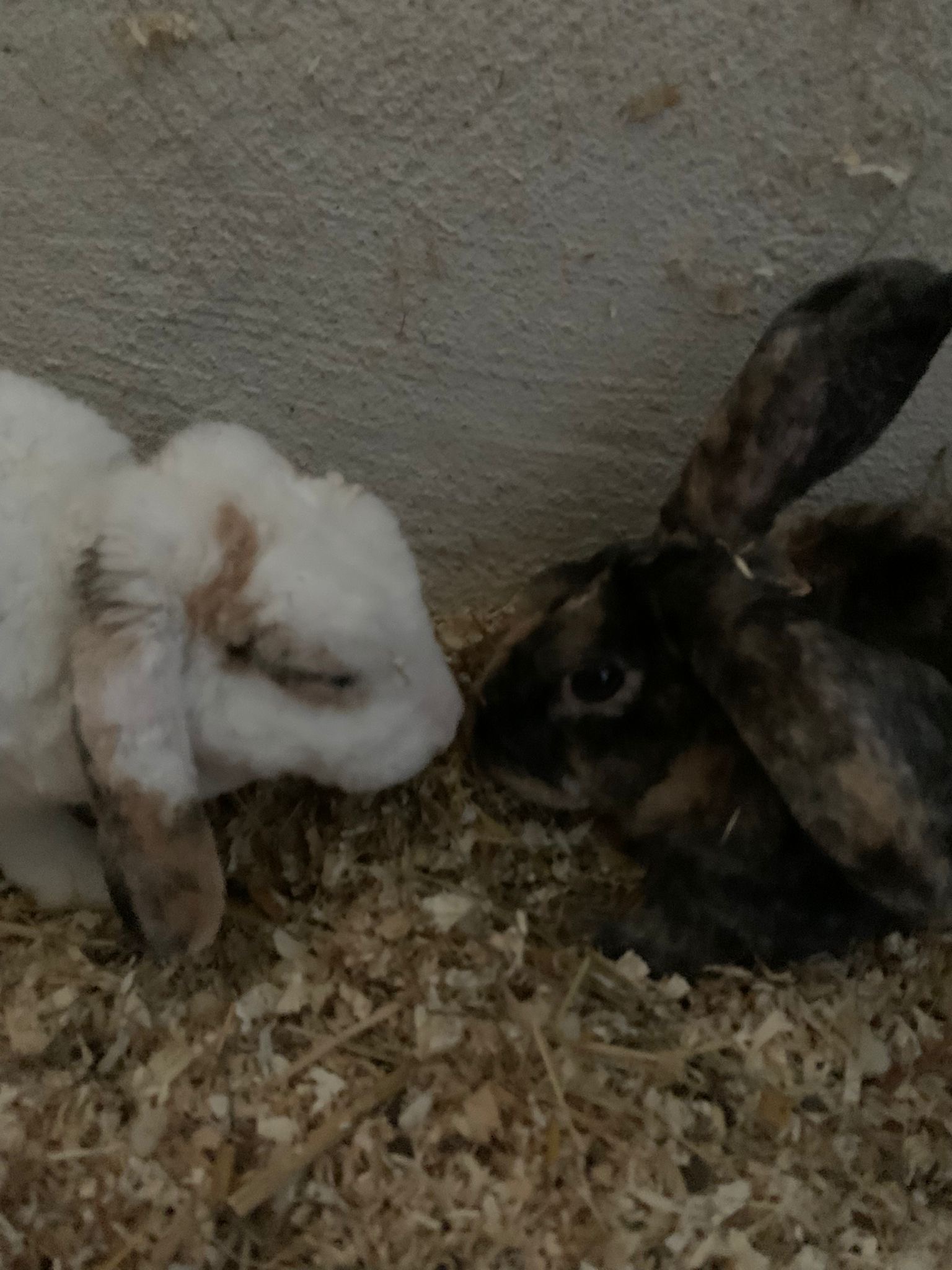 2022 07 Werner Zuhause gefunden 6