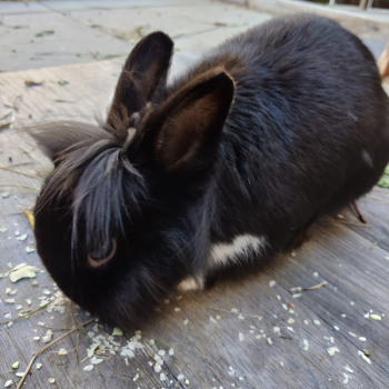 Wunibert