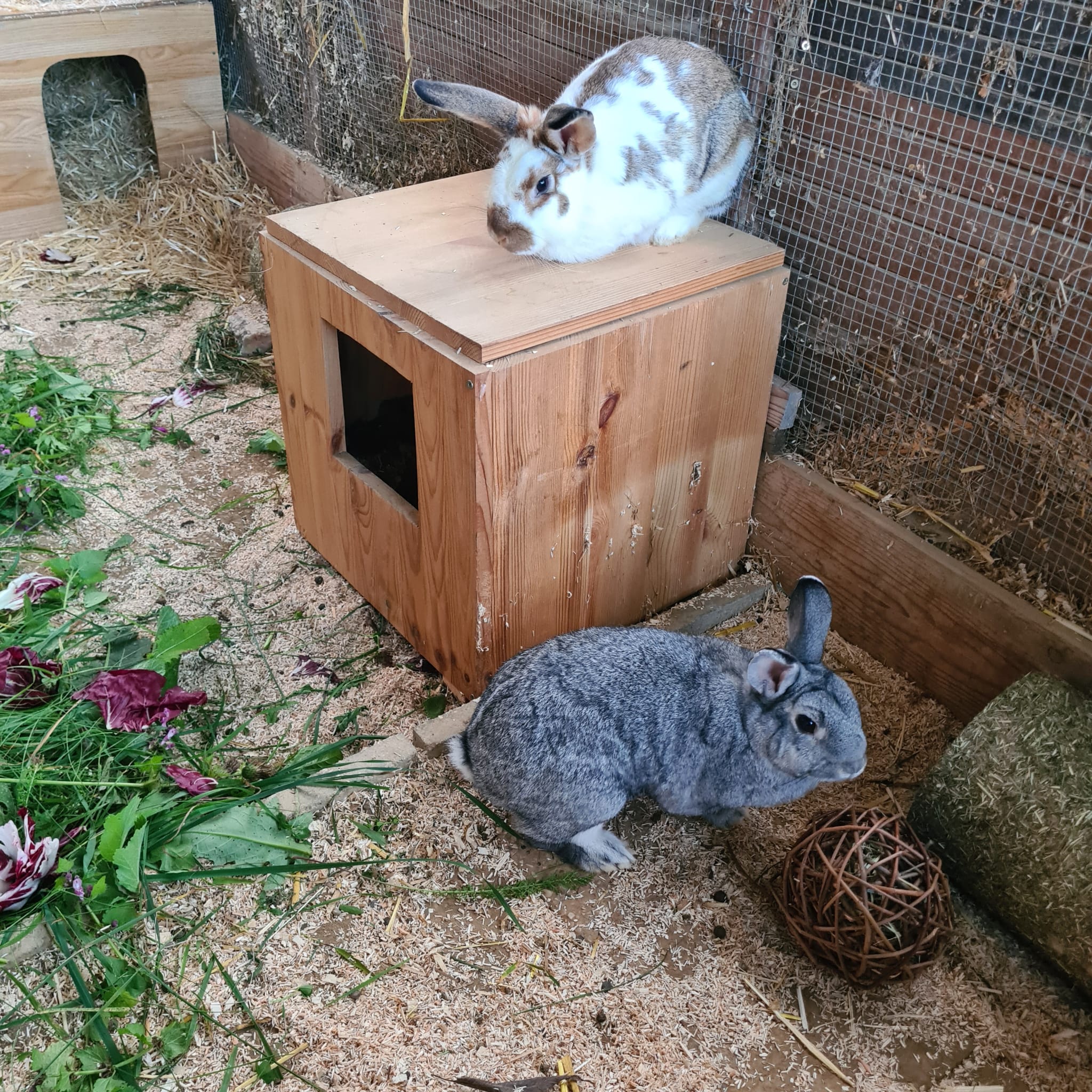 2022 10 Felix im neuen Zuhause 13