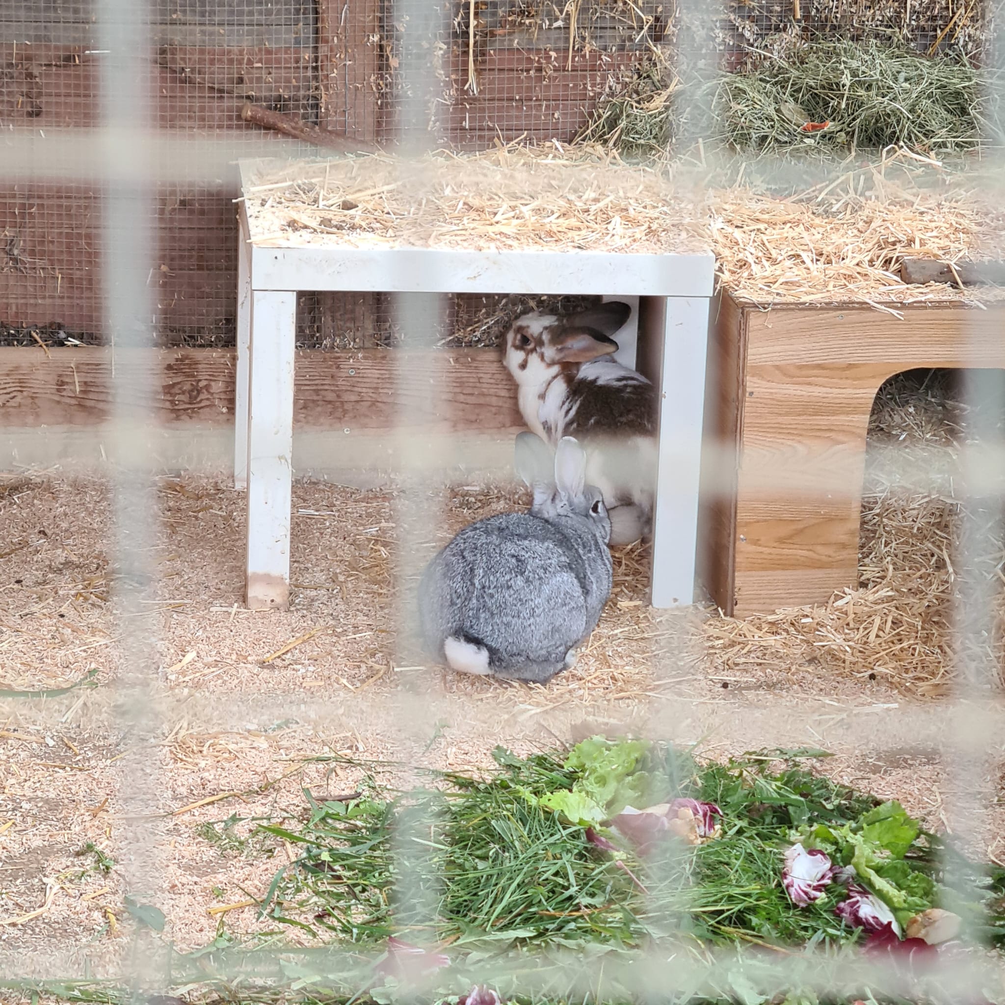 2022 10 Felix im neuen Zuhause 5