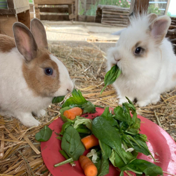 Flauschi Fiona neues Zuhause 3