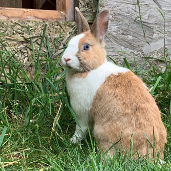 Flauschi Fiona neues Zuhause 4