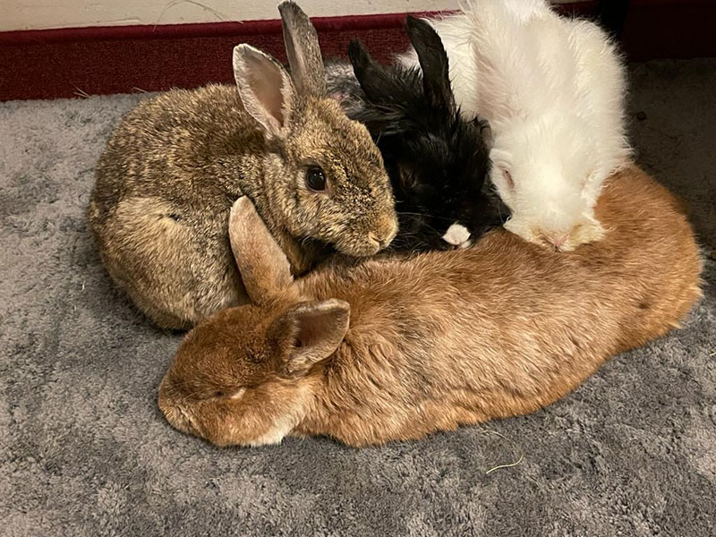 Feli Lala Hayle Bambam 2 kl