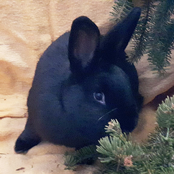 Primo