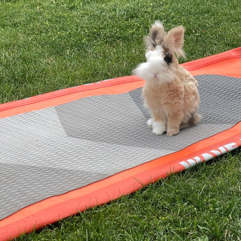 2023 12 Sextus im neuen Zuhause 1