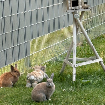 2023 12 Sextus im neuen Zuhause 10