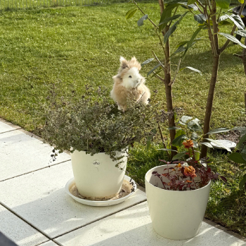 2023 12 Sextus im neuen Zuhause 2