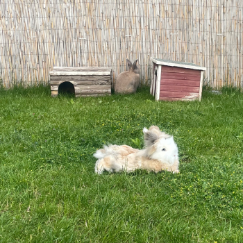 2023 12 Sextus im neuen Zuhause 3