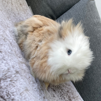 2023 12 Sextus im neuen Zuhause 4