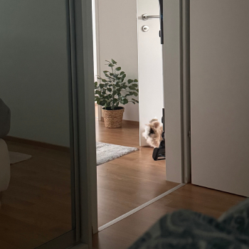 2023 12 Sextus im neuen Zuhause 5