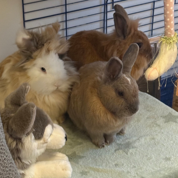 2023 12 Sextus im neuen Zuhause 6