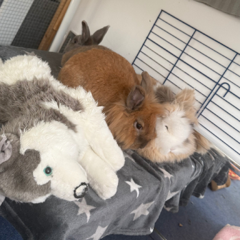 2023 12 Sextus im neuen Zuhause 7