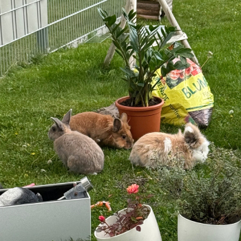 2023 12 Sextus im neuen Zuhause 8