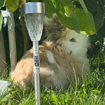 2023 12 Sextus im neuen Zuhause 9