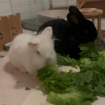 2024 08 Espresso neues Zuhause 2