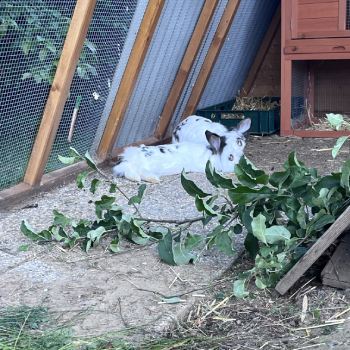 2024 08 Florina Floristan neues Zuhause 2