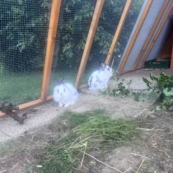 2024 08 Florina Floristan neues Zuhause 3