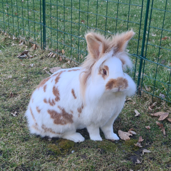 Rudi Ruby neues Zuhause 1