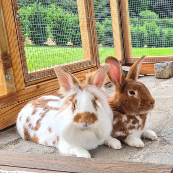 Rudi Ruby neues Zuhause 2