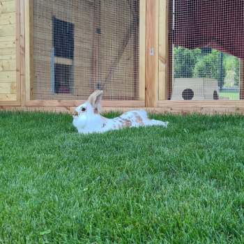 Rudi Ruby neues Zuhause 3