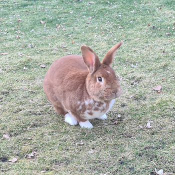 Rudi Ruby neues Zuhause 4